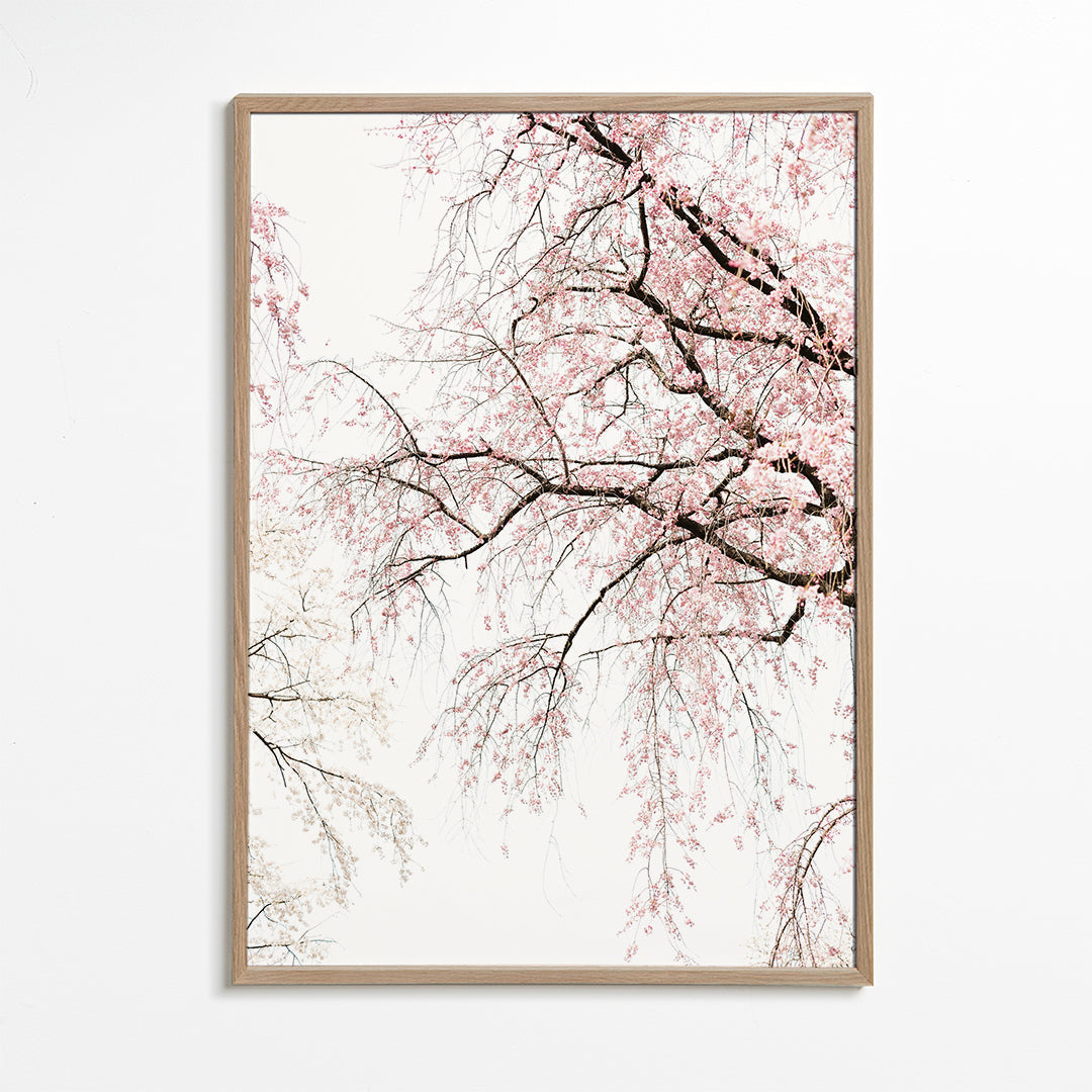 Botanisk poster · kaskad av körsbärsblommor