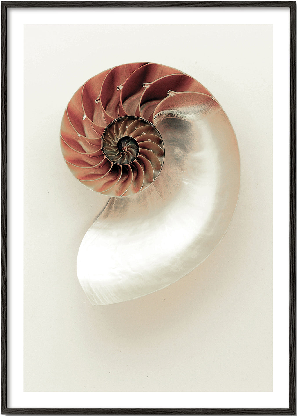 Fotografi av nautilus-spiral