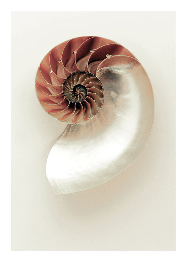 Fotografi av nautilus-spiral