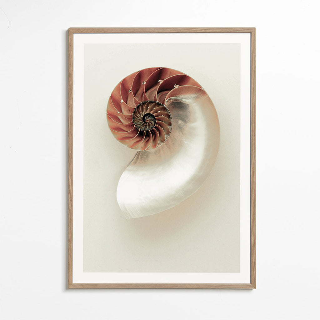 Fotografi av nautilus-spiral