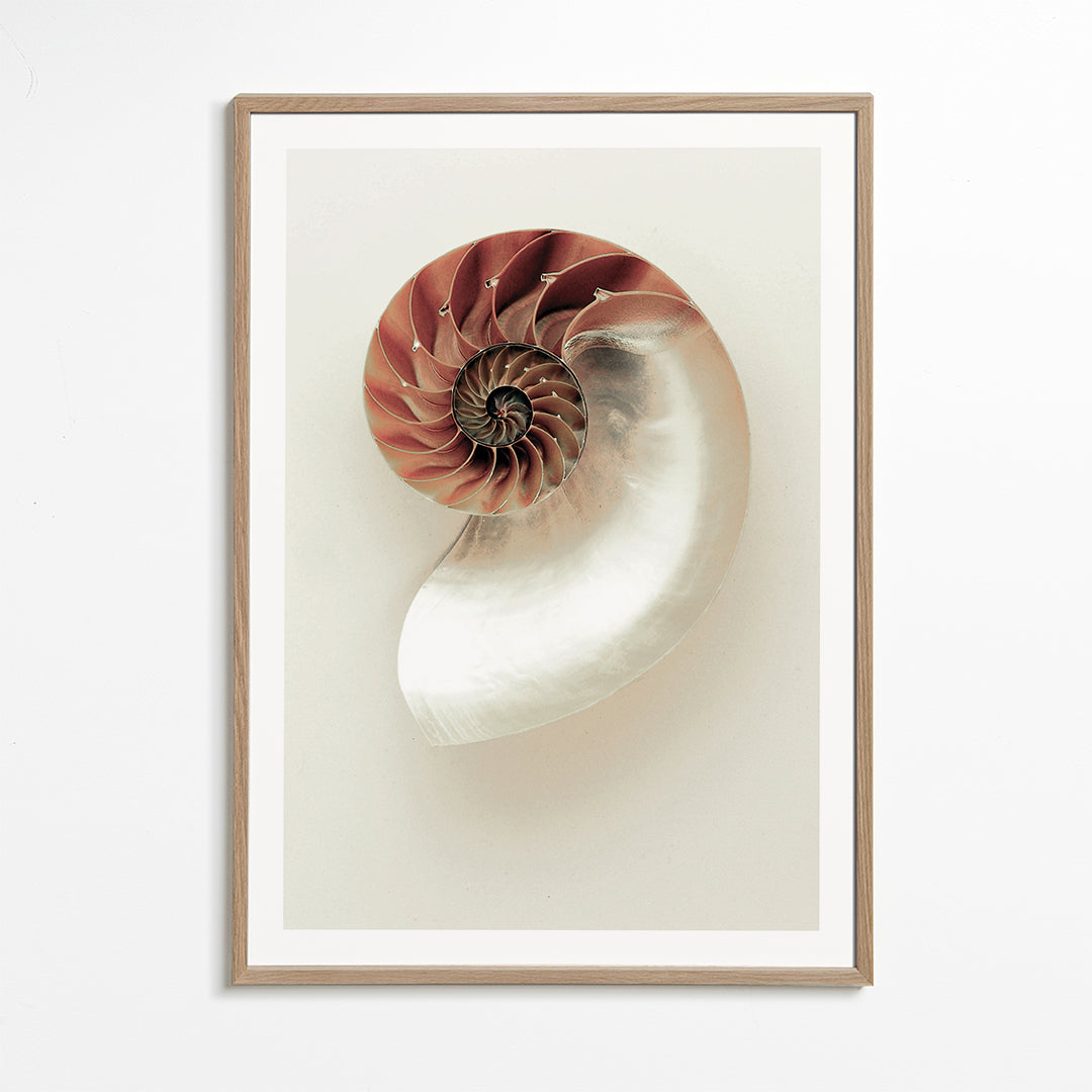 Fotografi av nautilus-spiral