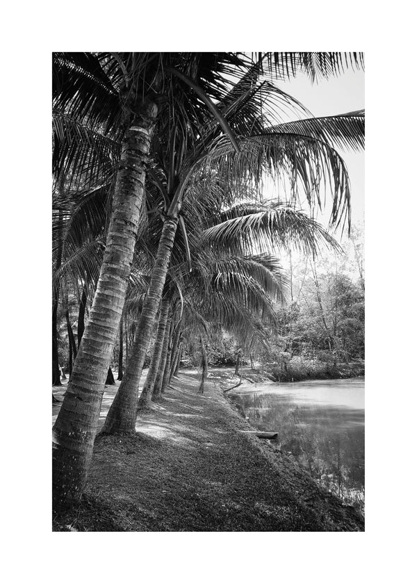 Vertikalt palmlandskap fotografi