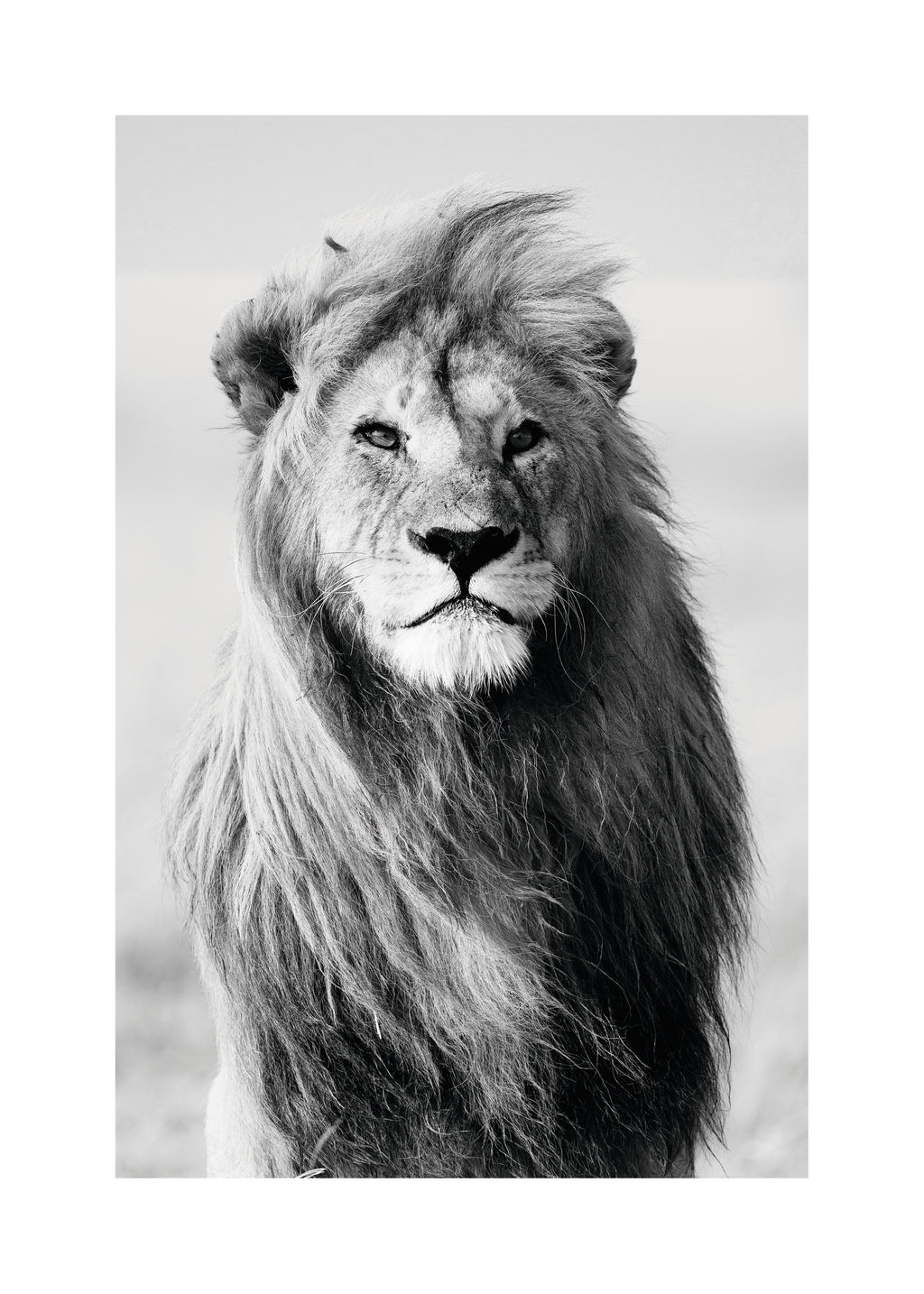 Majestic lion - Unframed art print