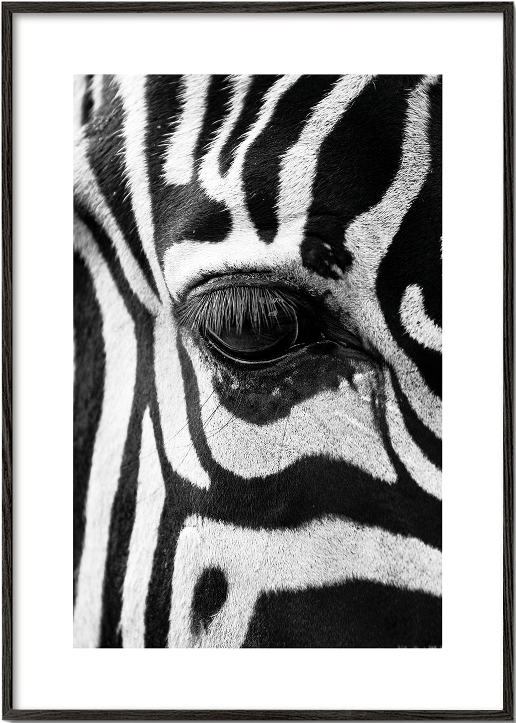 Affisch zebra närbild