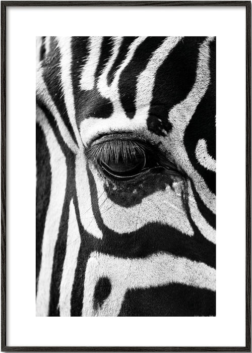 Affisch zebra närbild