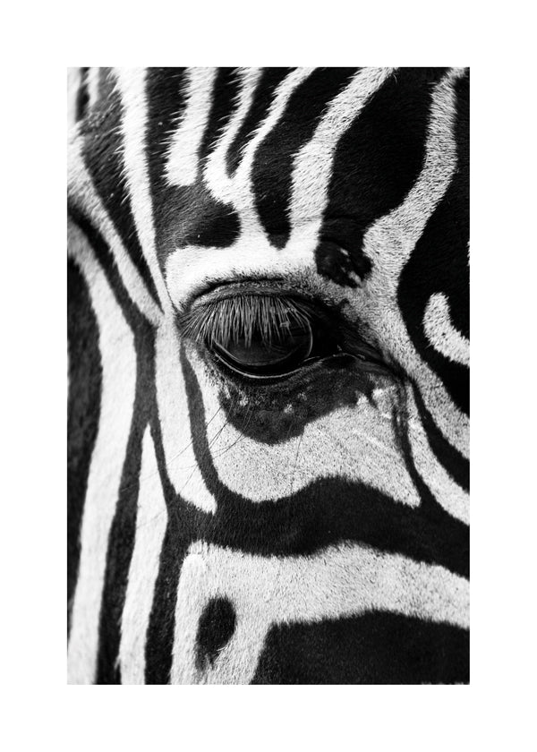 Affisch zebra närbild