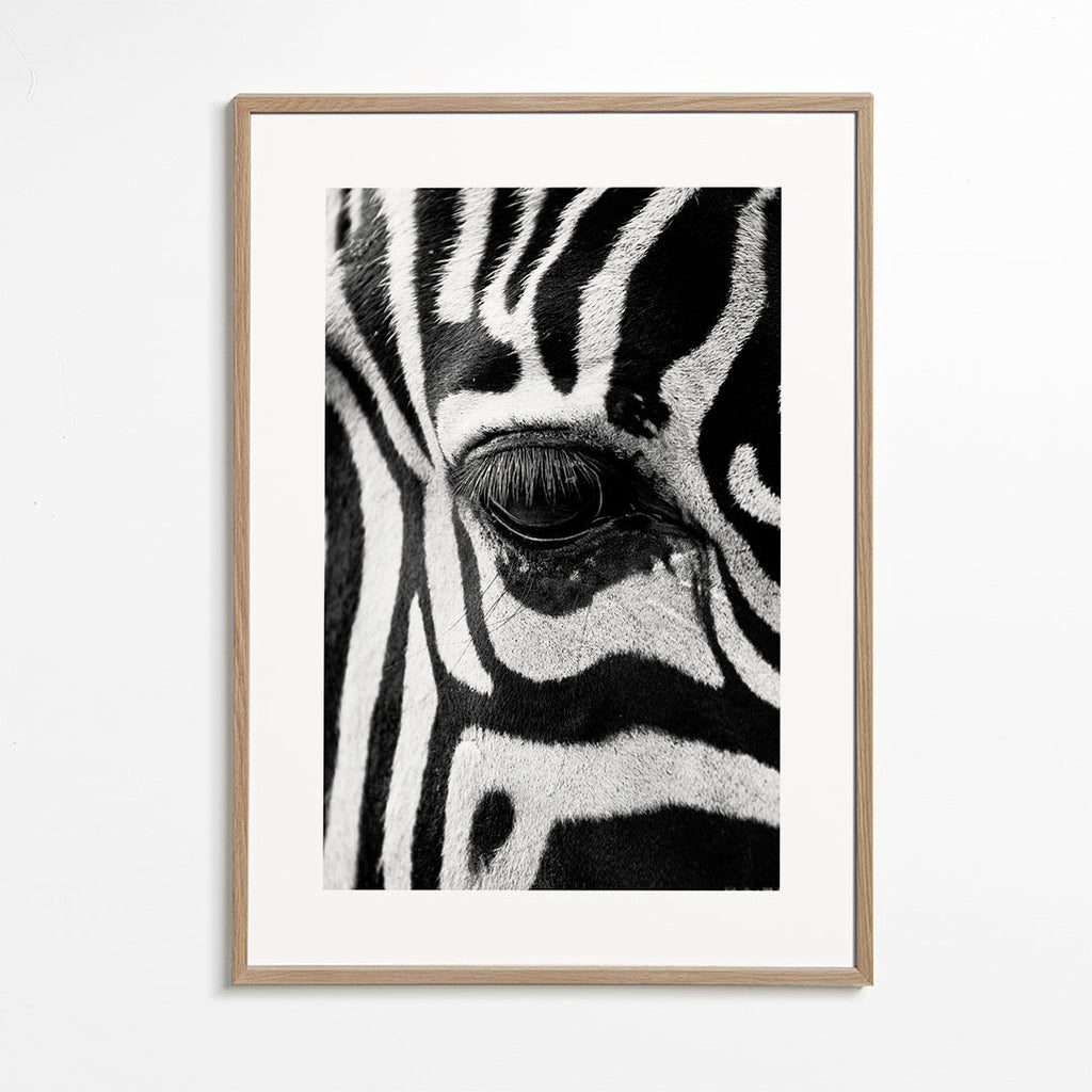 Affisch zebra närbild