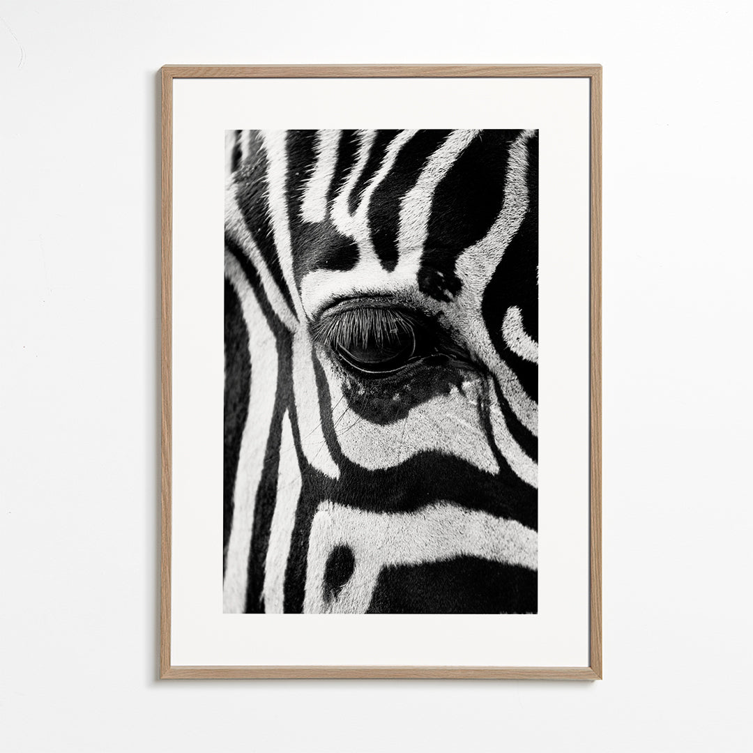 Affisch zebra närbild