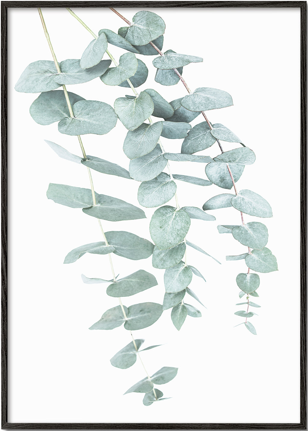 Botanisk affisch med hängande eukalyptus