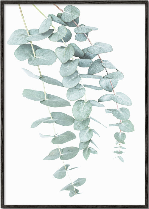Botanisk affisch med hängande eukalyptus