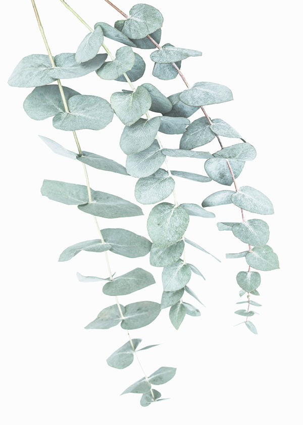 Botanisk affisch med hängande eukalyptus