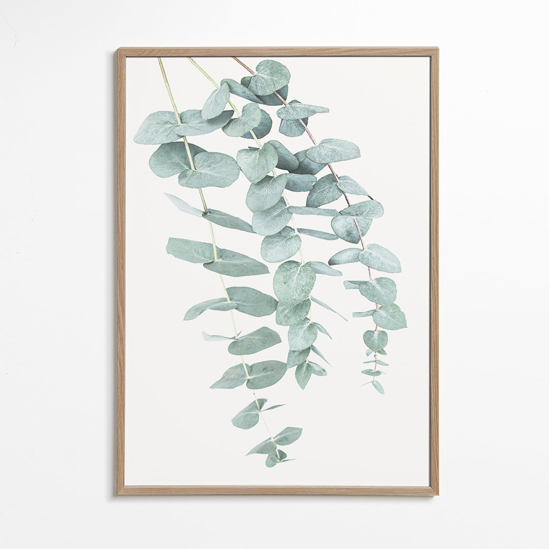 Botanisk affisch med hängande eukalyptus