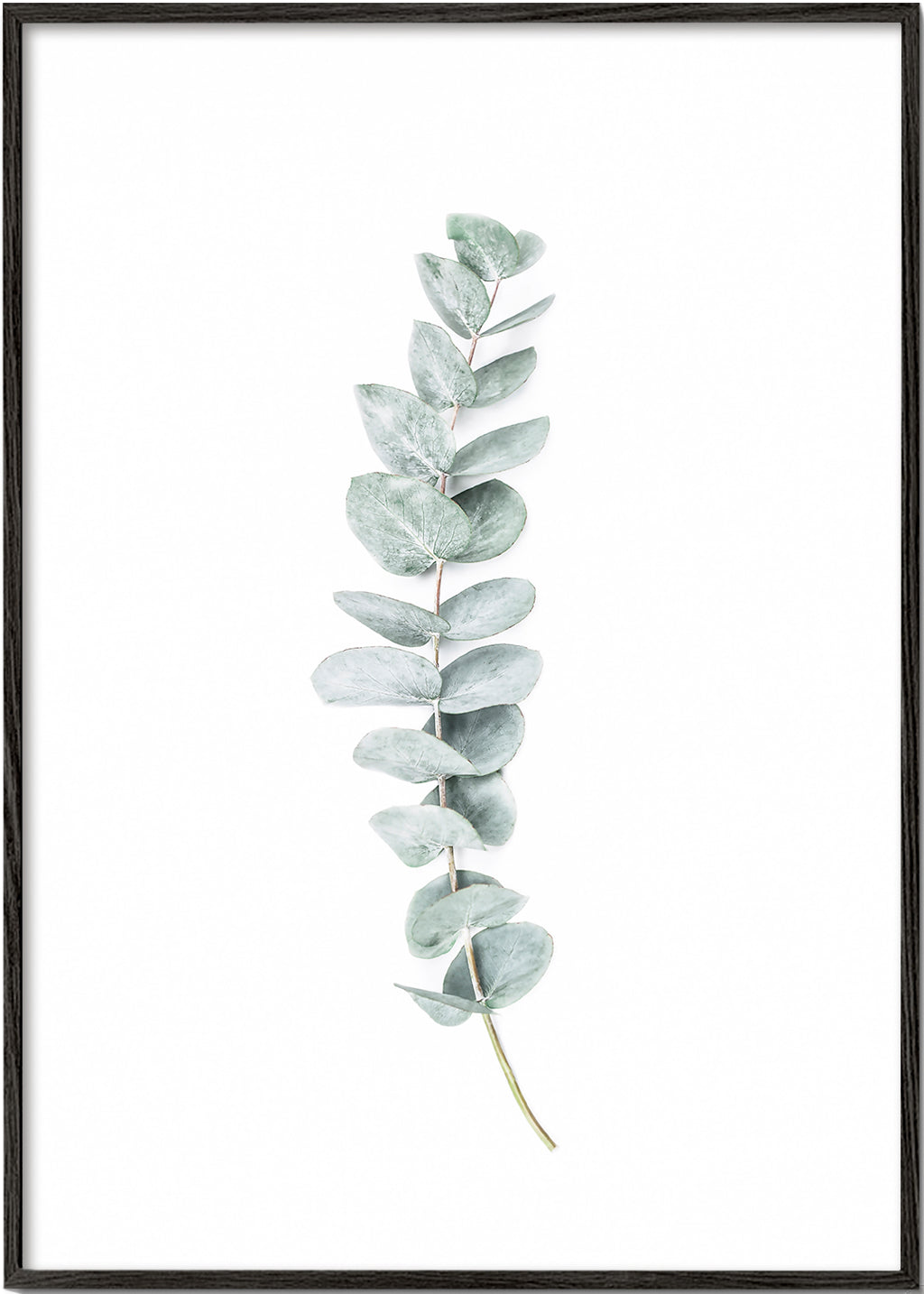 Botanisk poster: eukalyptusgren i minimalistisk stil