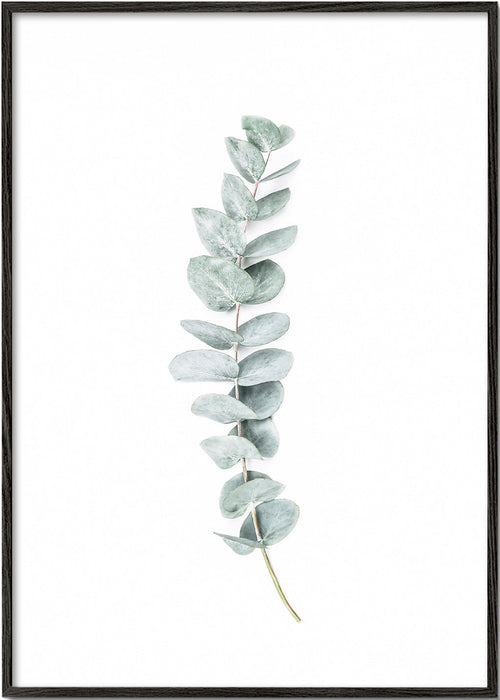 Botanisk poster: eukalyptusgren i minimalistisk stil