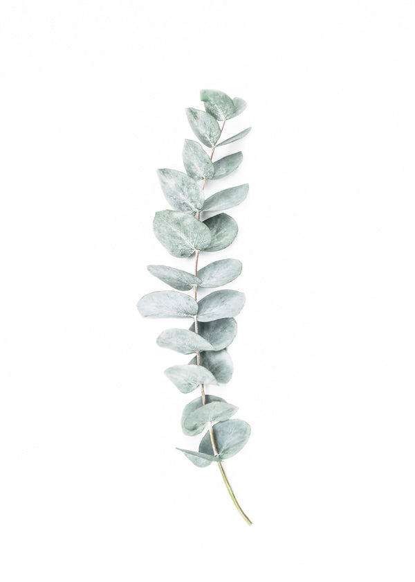 Botanisk poster: eukalyptusgren i minimalistisk stil