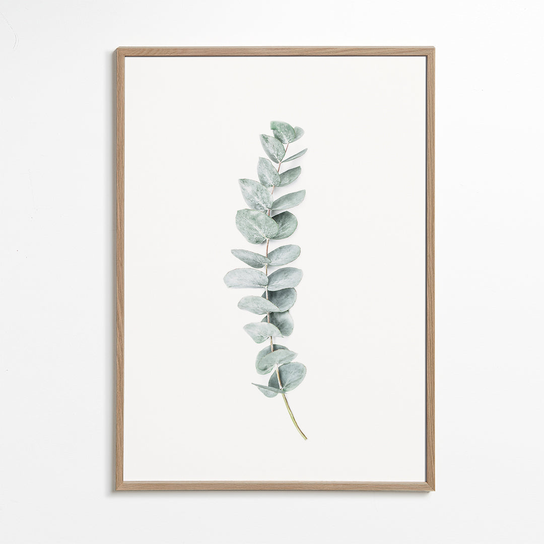 Botanisk poster: eukalyptusgren i minimalistisk stil