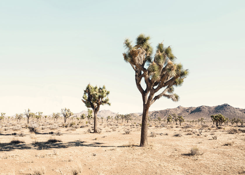 Landskapskonst med Joshua tree