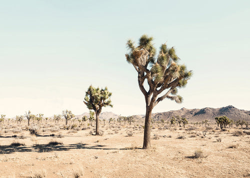 Landskapskonst med Joshua tree