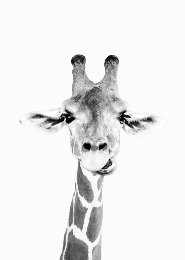 Giraff svartvit poster