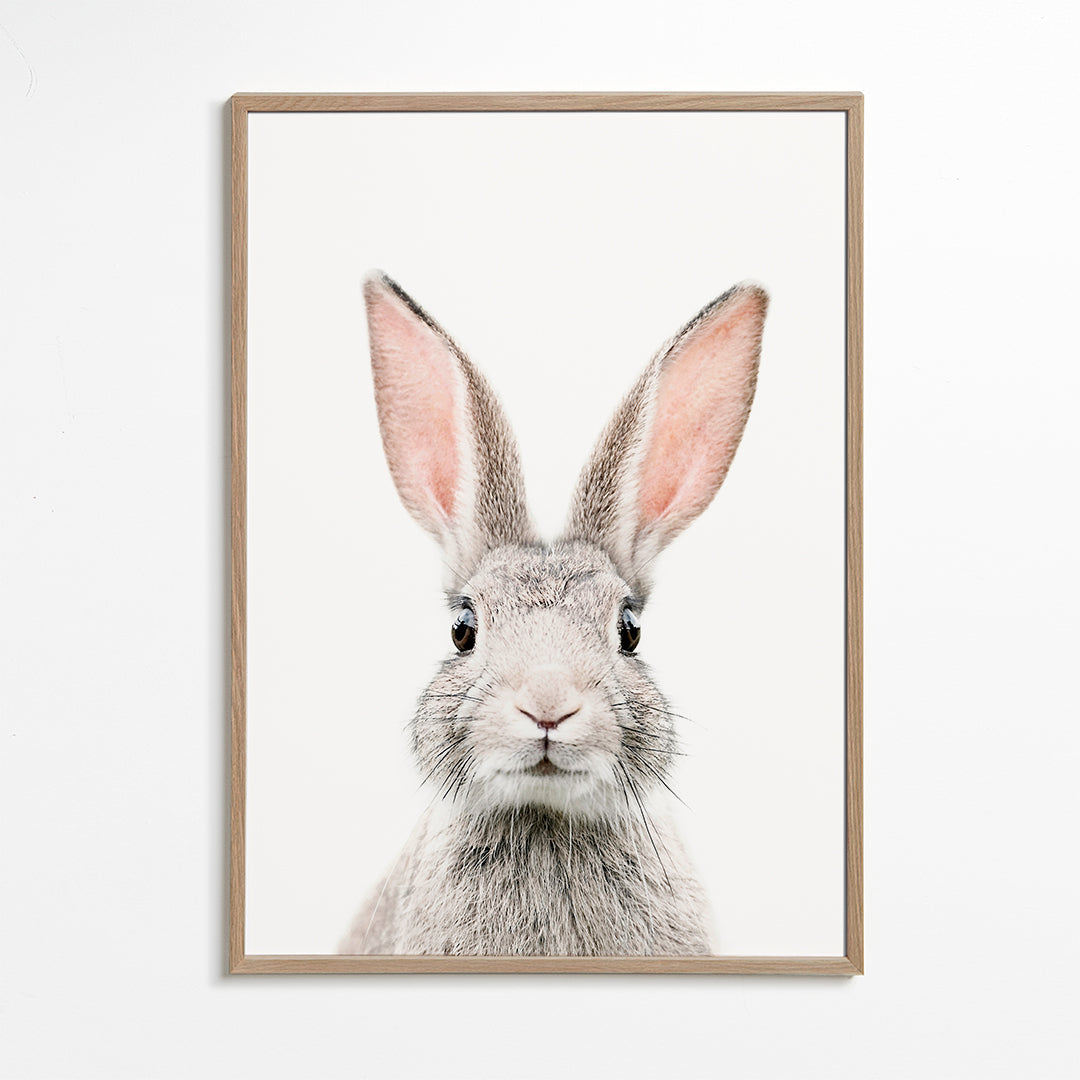 Kaninaffisch minimalistiskt närbild