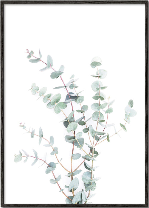 Botanisk poster: eukalyptusgren mot vit bakgrund