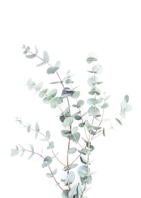 Botanisk poster: eukalyptusgren mot vit bakgrund