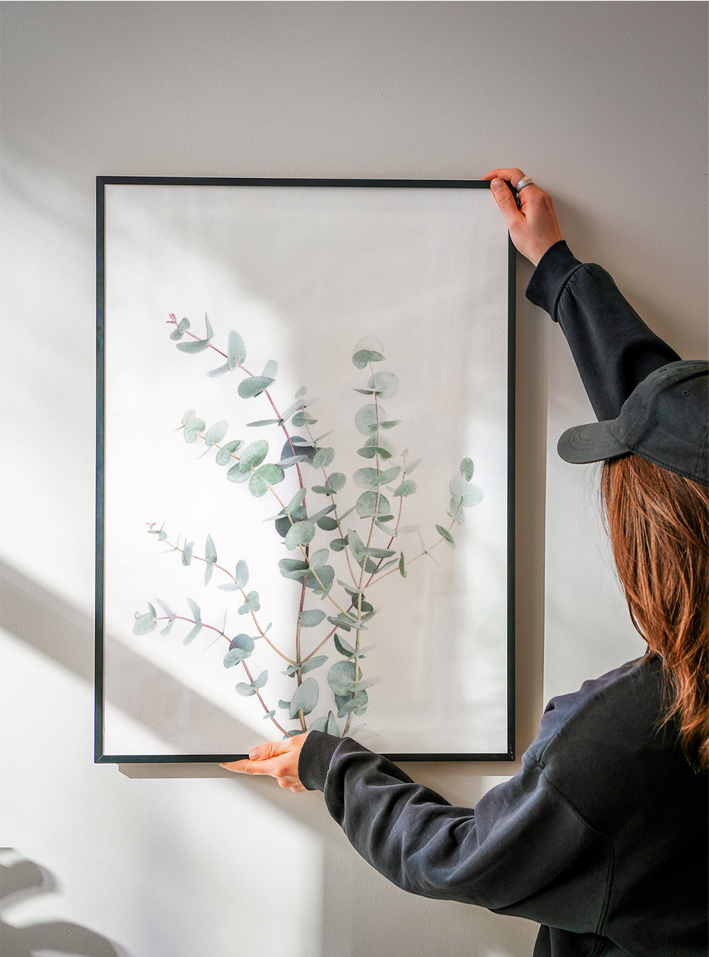 Botanisk poster: eukalyptusgren mot vit bakgrund