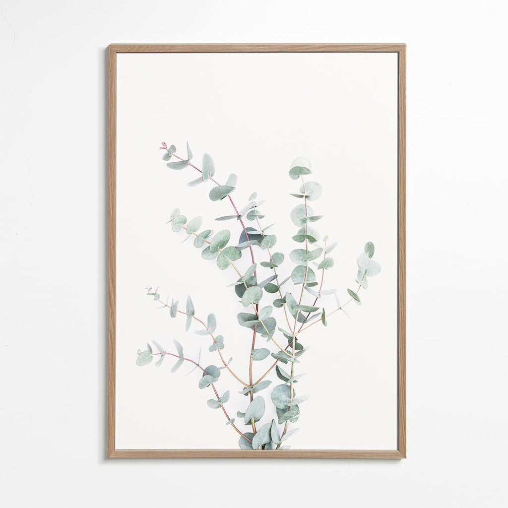 Botanisk poster: eukalyptusgren mot vit bakgrund