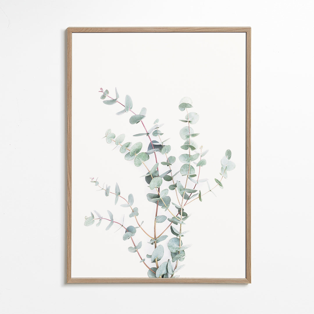Botanisk poster: eukalyptusgren mot vit bakgrund