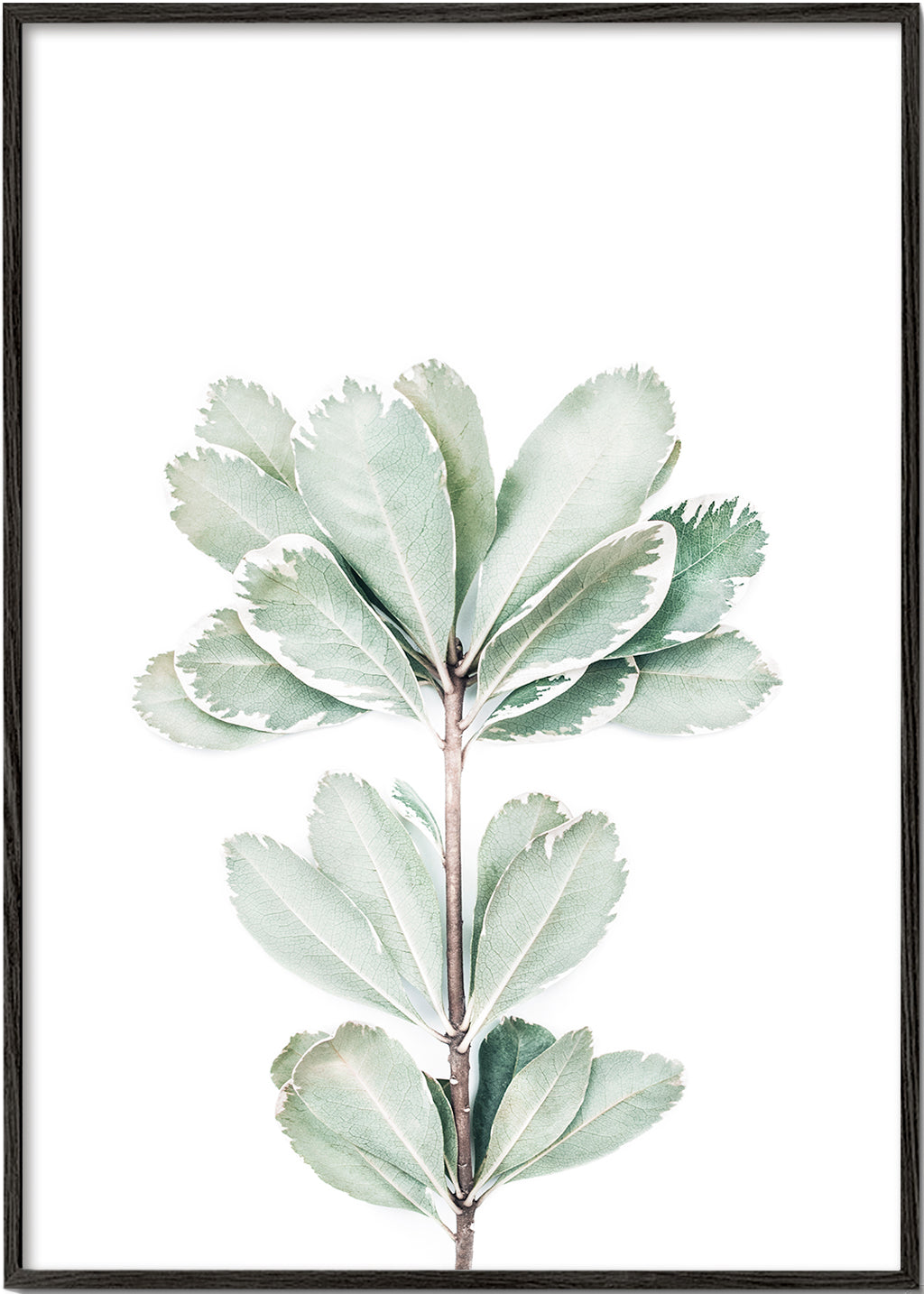 Botanisk poster med isolerad kvist