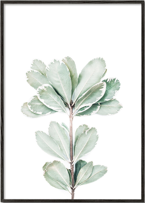 Botanisk poster med isolerad kvist