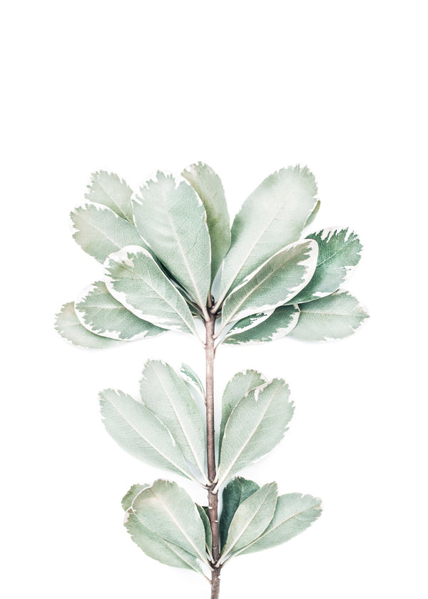 Botanisk poster med isolerad kvist