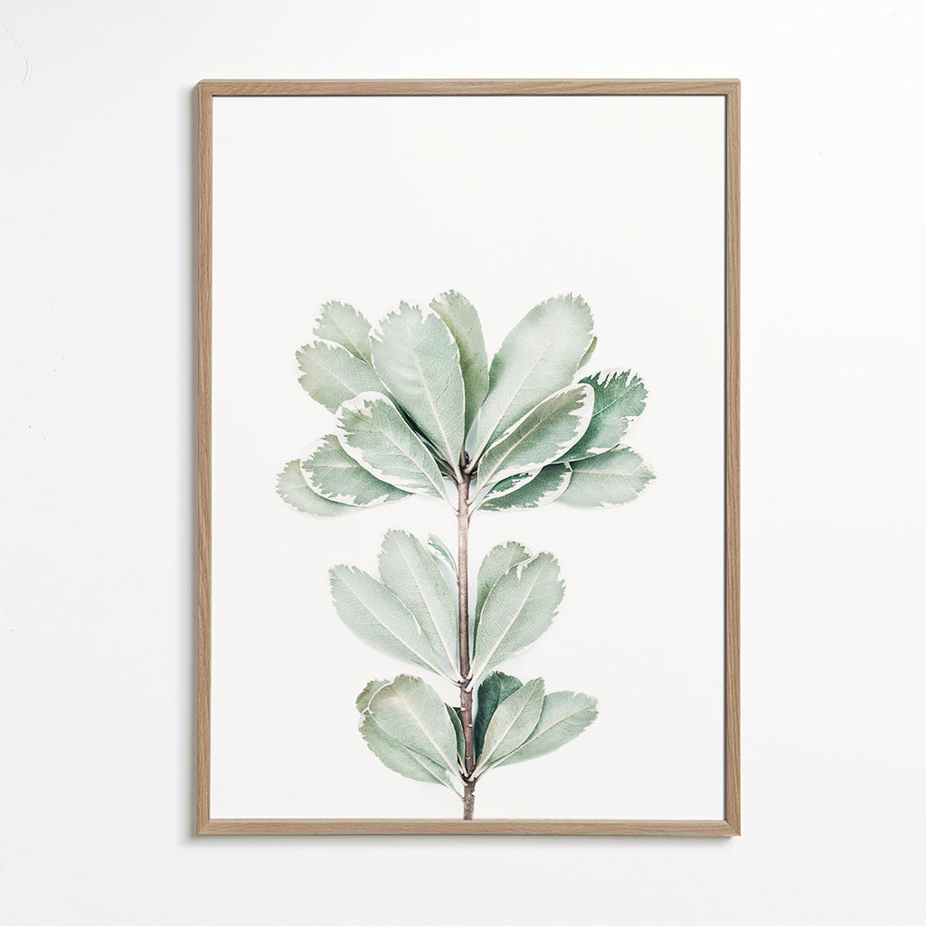 Botanisk poster med isolerad kvist