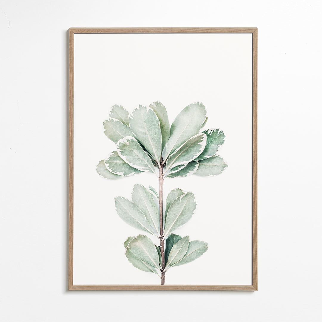 Botanisk poster med isolerad kvist