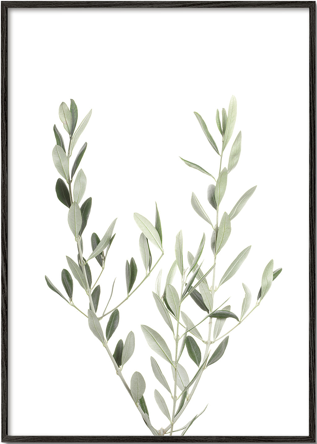 Botanisk poster olivkvist minimal