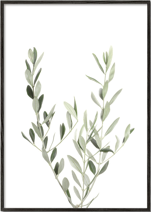 Botanisk poster olivkvist minimal