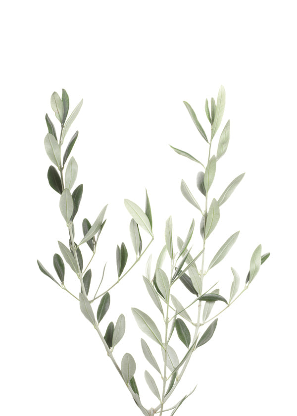 Botanisk poster olivkvist minimal