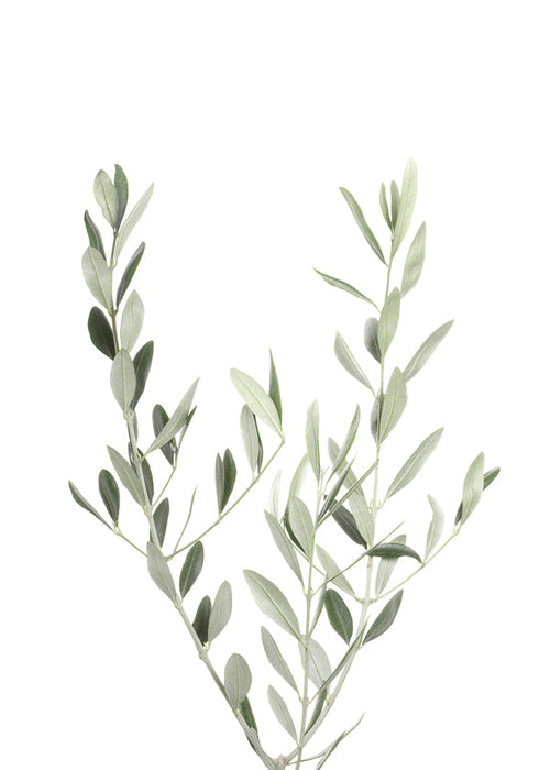 Botanisk poster olivkvist minimal
