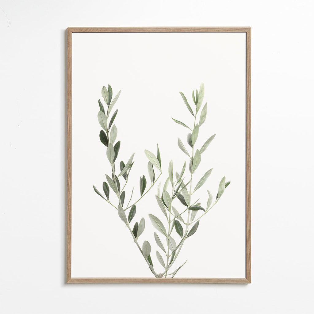 Botanisk poster olivkvist minimal