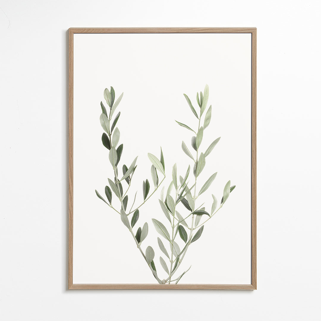 Botanisk poster olivkvist minimal