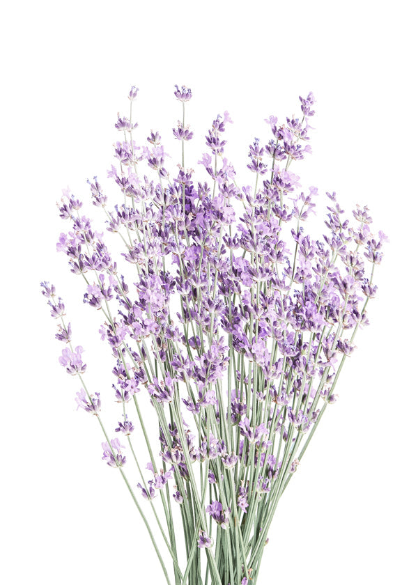 Botanisk print: lavendelbukett