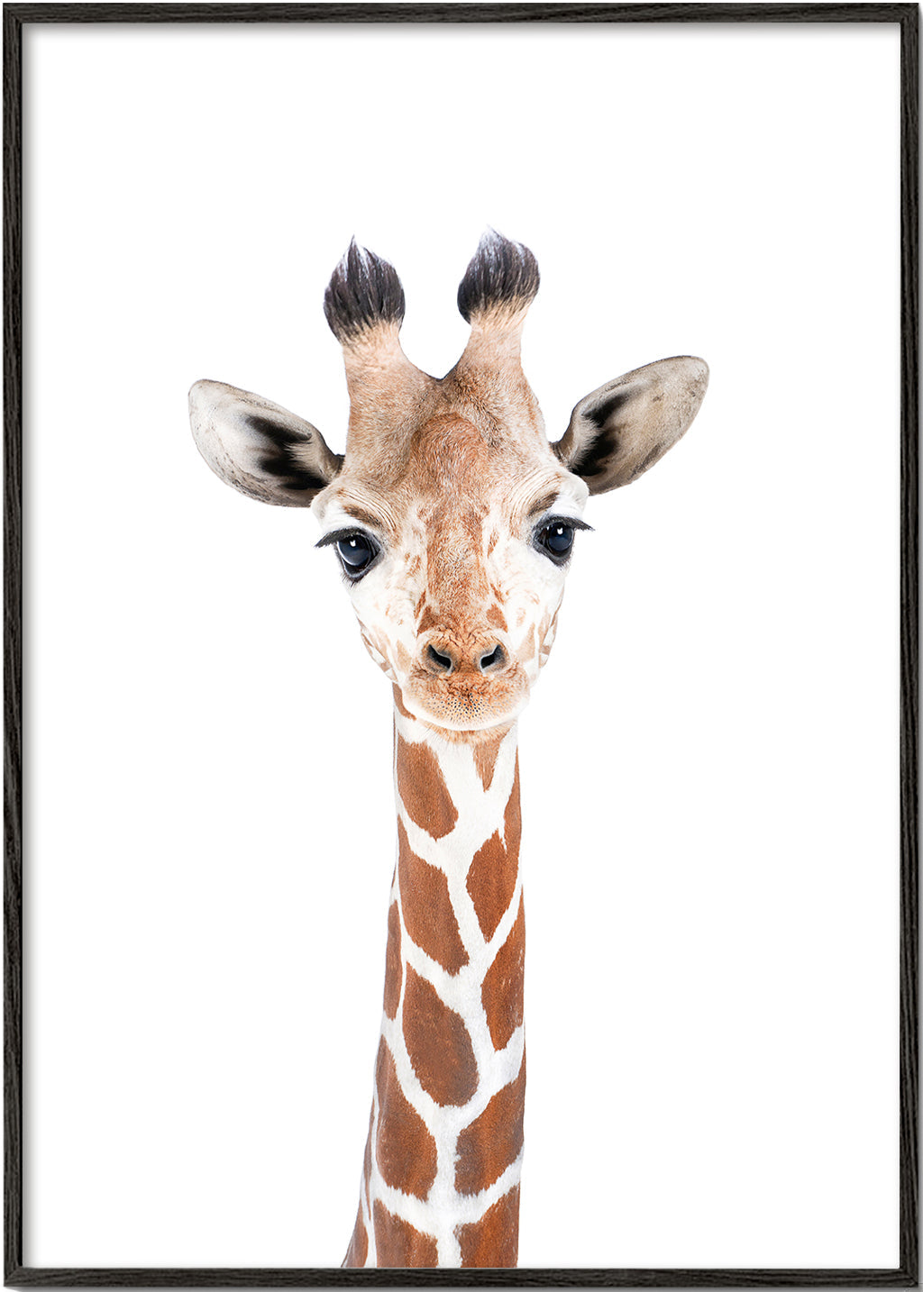 Poster giraff porträtt mot vit bakgrund