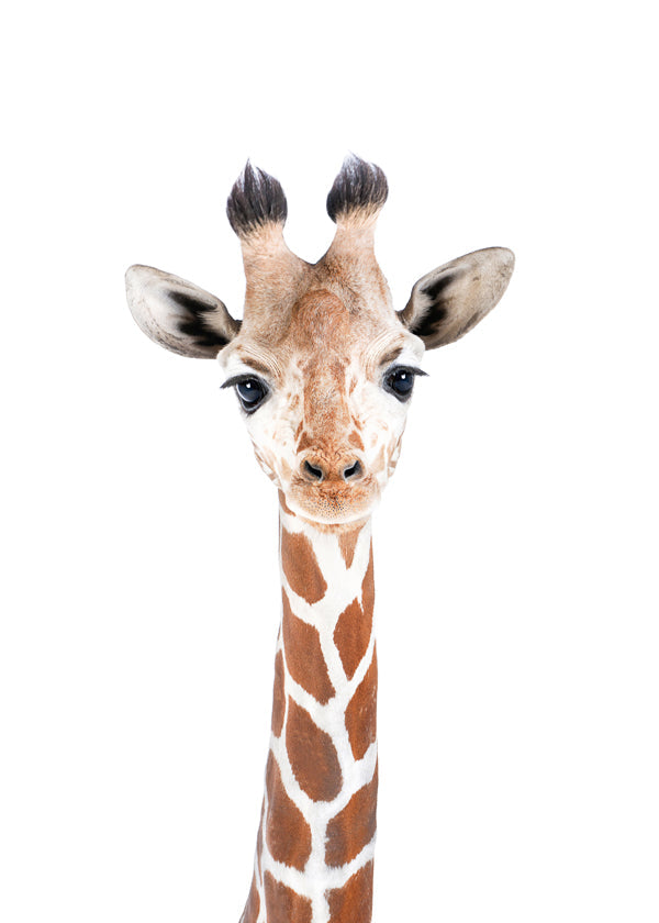 Poster giraff porträtt mot vit bakgrund