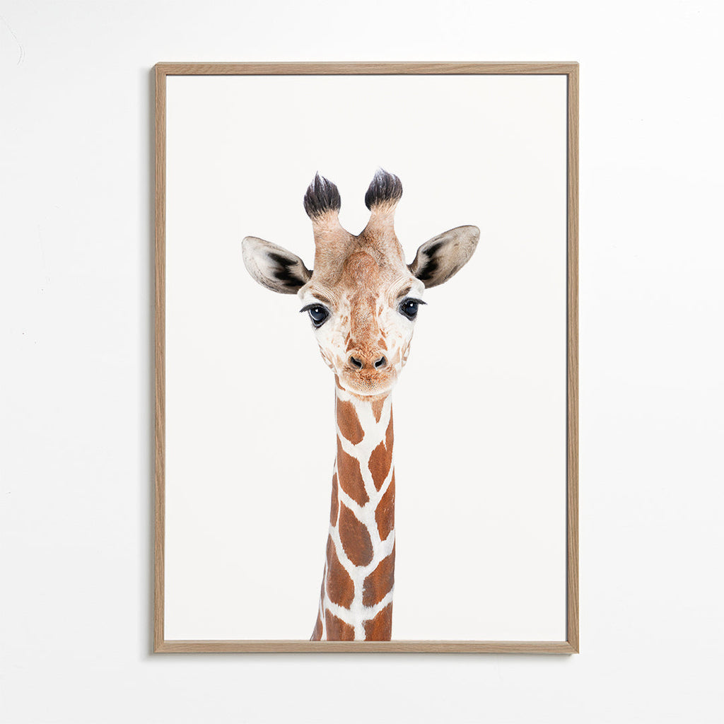 Poster giraff porträtt mot vit bakgrund