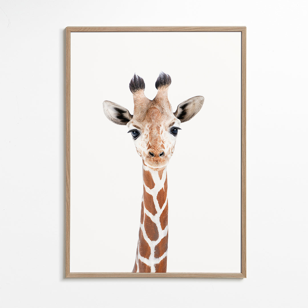 Poster giraff porträtt mot vit bakgrund