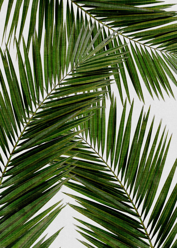 Botanisk poster palmblad