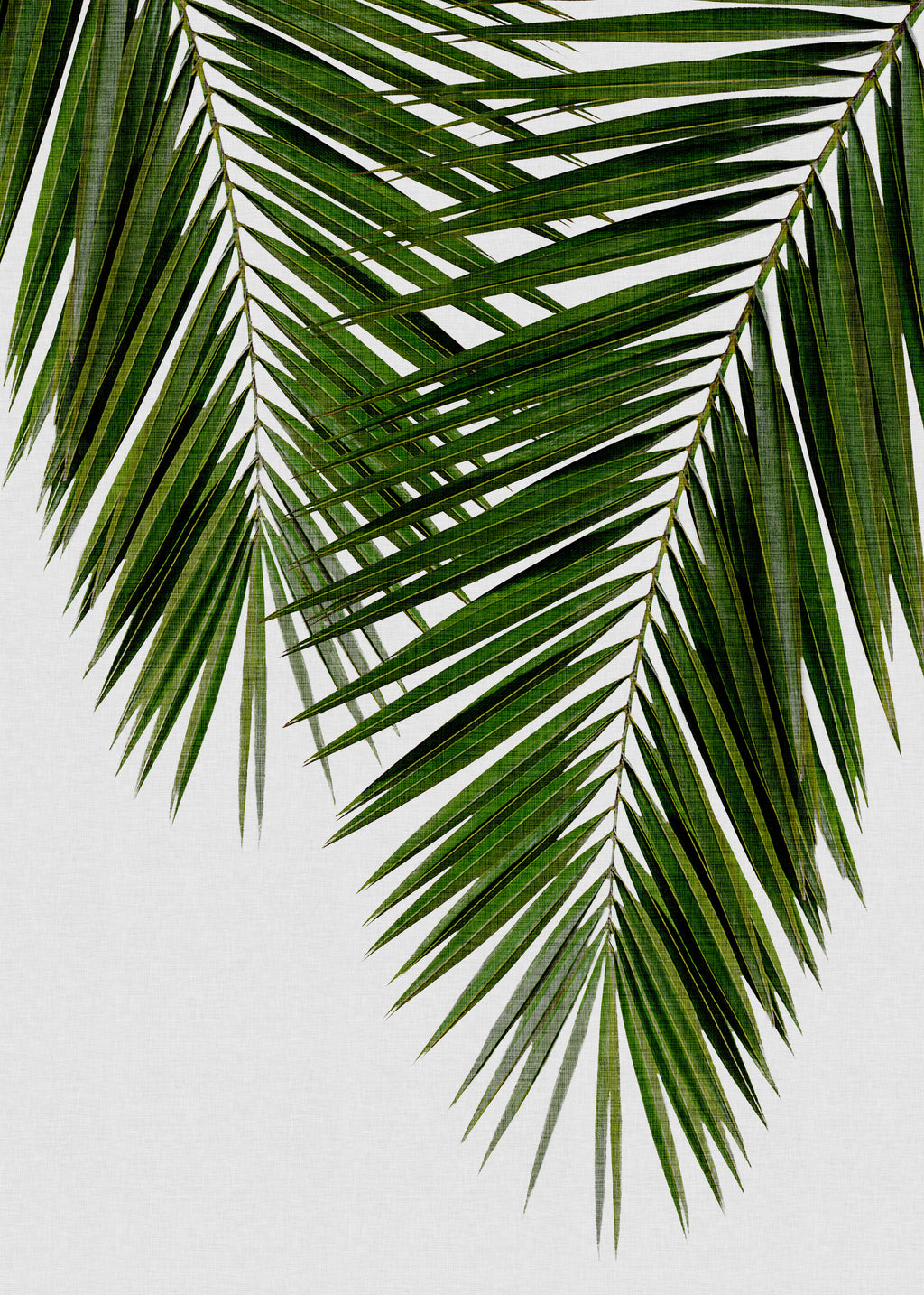 Palm Leaf II - Unframed art print