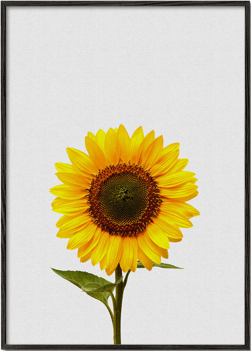 Botanisk poster: isolerad solros