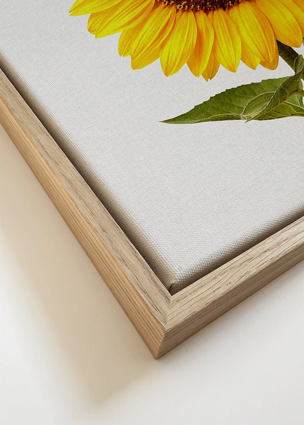 Botanisk poster: isolerad solros