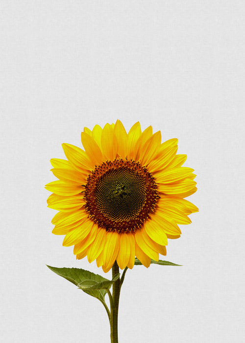Botanisk poster: isolerad solros